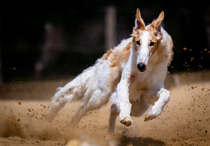 High-Speed Chase